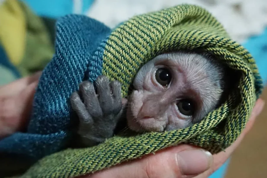 Monkey Say Monkey Do